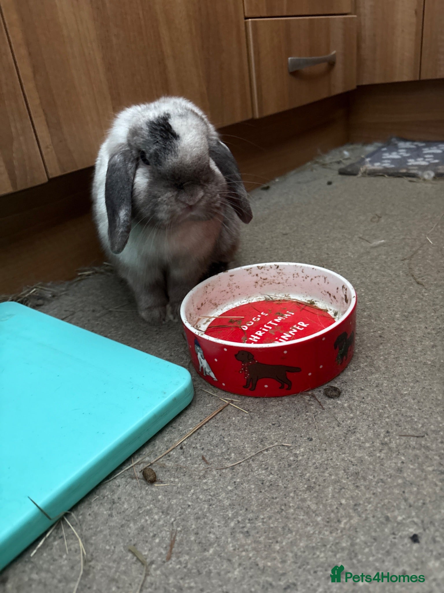 Mini Lop rabbits Gorgeous mini lop for sale - Advert 19