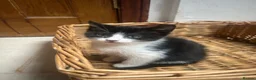 Mixed Breed cats for sale: Friendly playful kittens - Advert 31