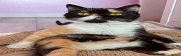 Persian cats for sale: 🐾 Cute Persian Kittens Lookng for Loving Homes 🐾 - Advert 7