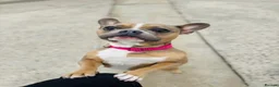 French Bulldog dogs for sale: French Bulldog 4 years old - Advert 2