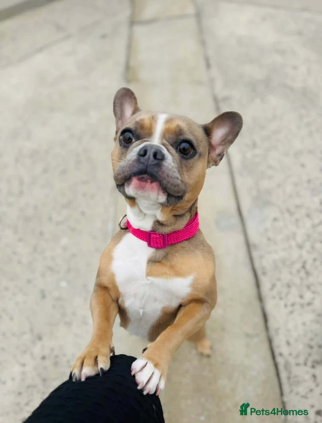 French Bulldog dogs for sale: French Bulldog 4 years old - Advert 2