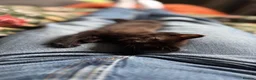 Mixed Breed cats for sale: Black and grey kitten  - Advert 4
