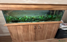 Other/Mixed Breed fish for sale: Tropical tank  - Image 1