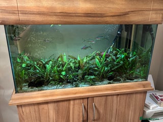 Other/Mixed Breed fish - Advert 1