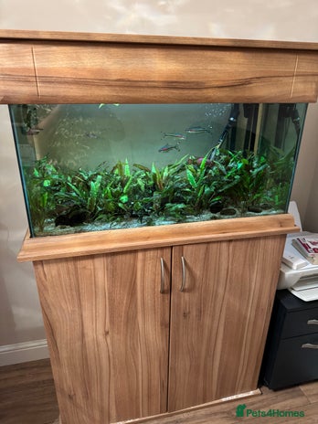 Other/Mixed Breed fish - Advert 1