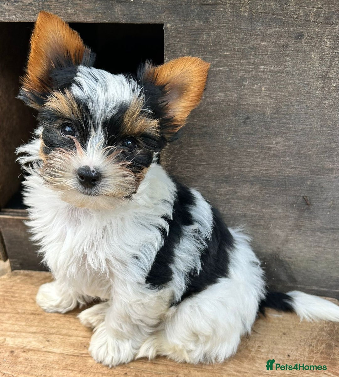 Biewer Terrier dogs for sale: Delightful Biewer boy puppies  - Image 2