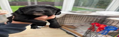 Cocker Spaniel 3