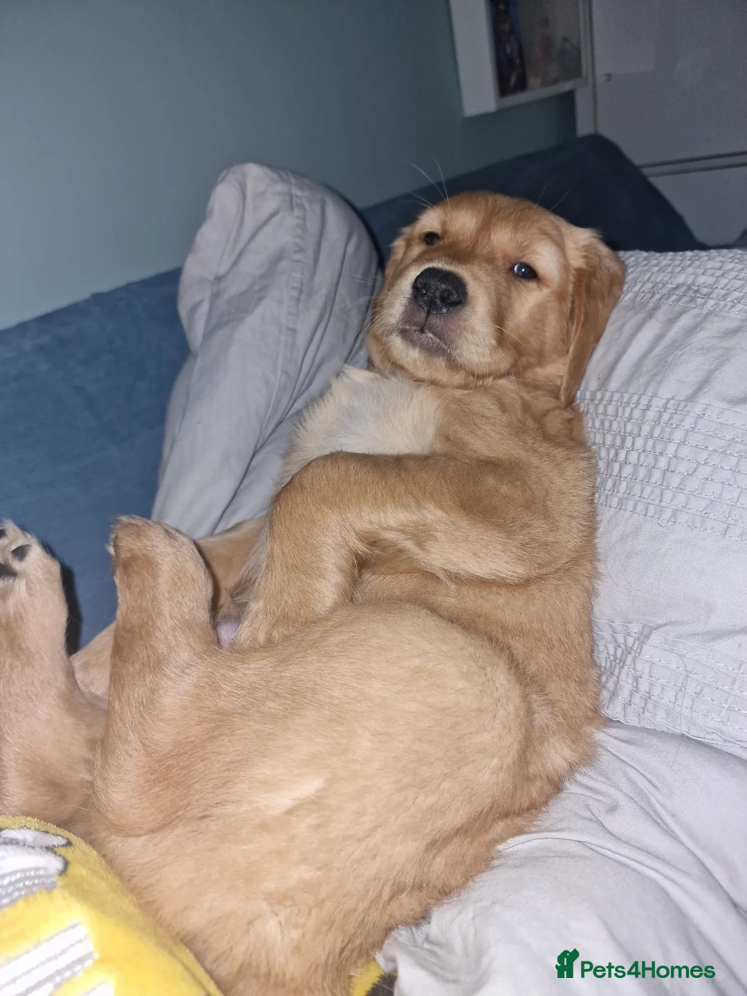 Golden Retriever dogs for sale: Beautiful KC-Registered Golden Retriever Puppies - Advert 36