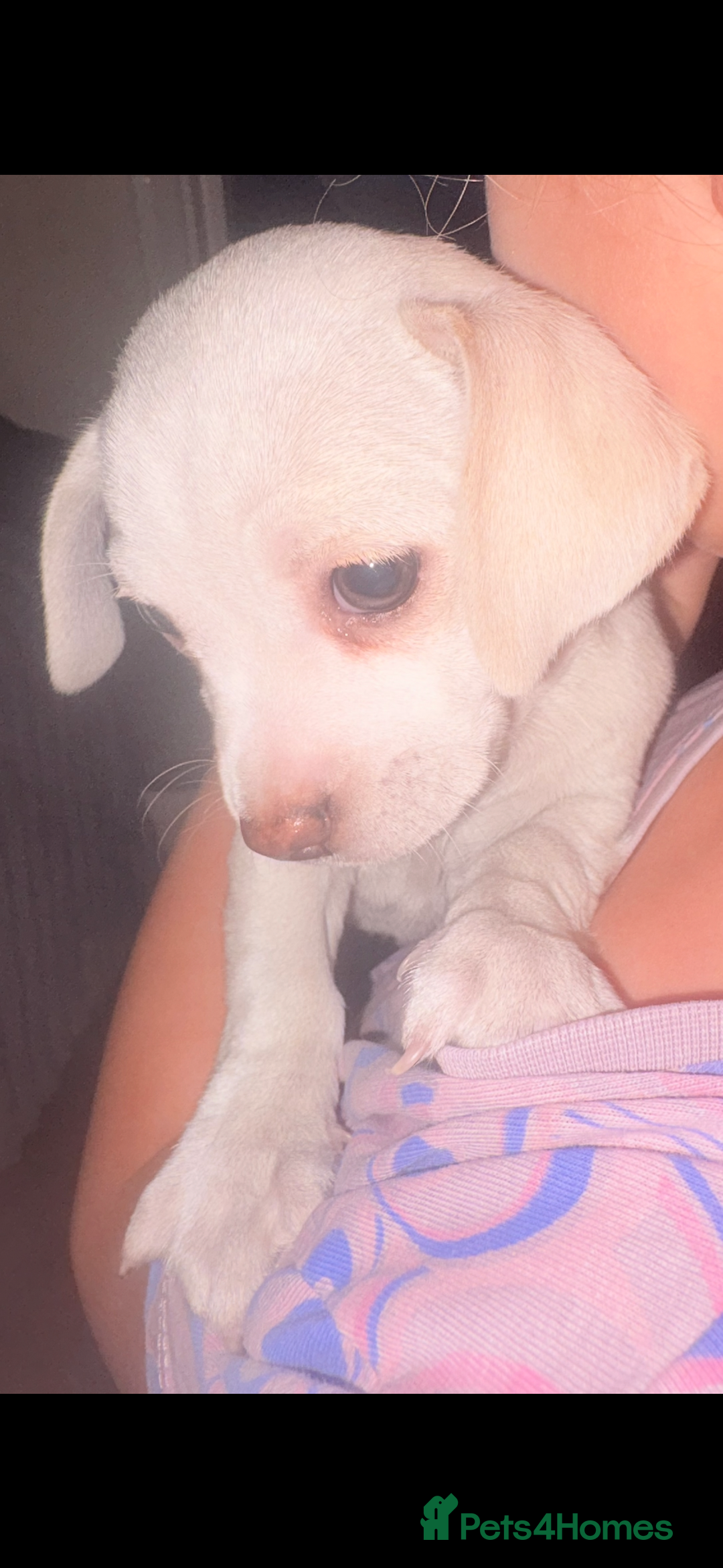 Jack Russell dogs for sale: Jack Russell puppy’s  - Advert 9