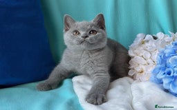 British Shorthair cats for sale: British Shorthair Kittens – Only 2 Left, Ready Now - Image 8