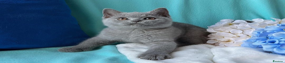 British Shorthair Kitten 4