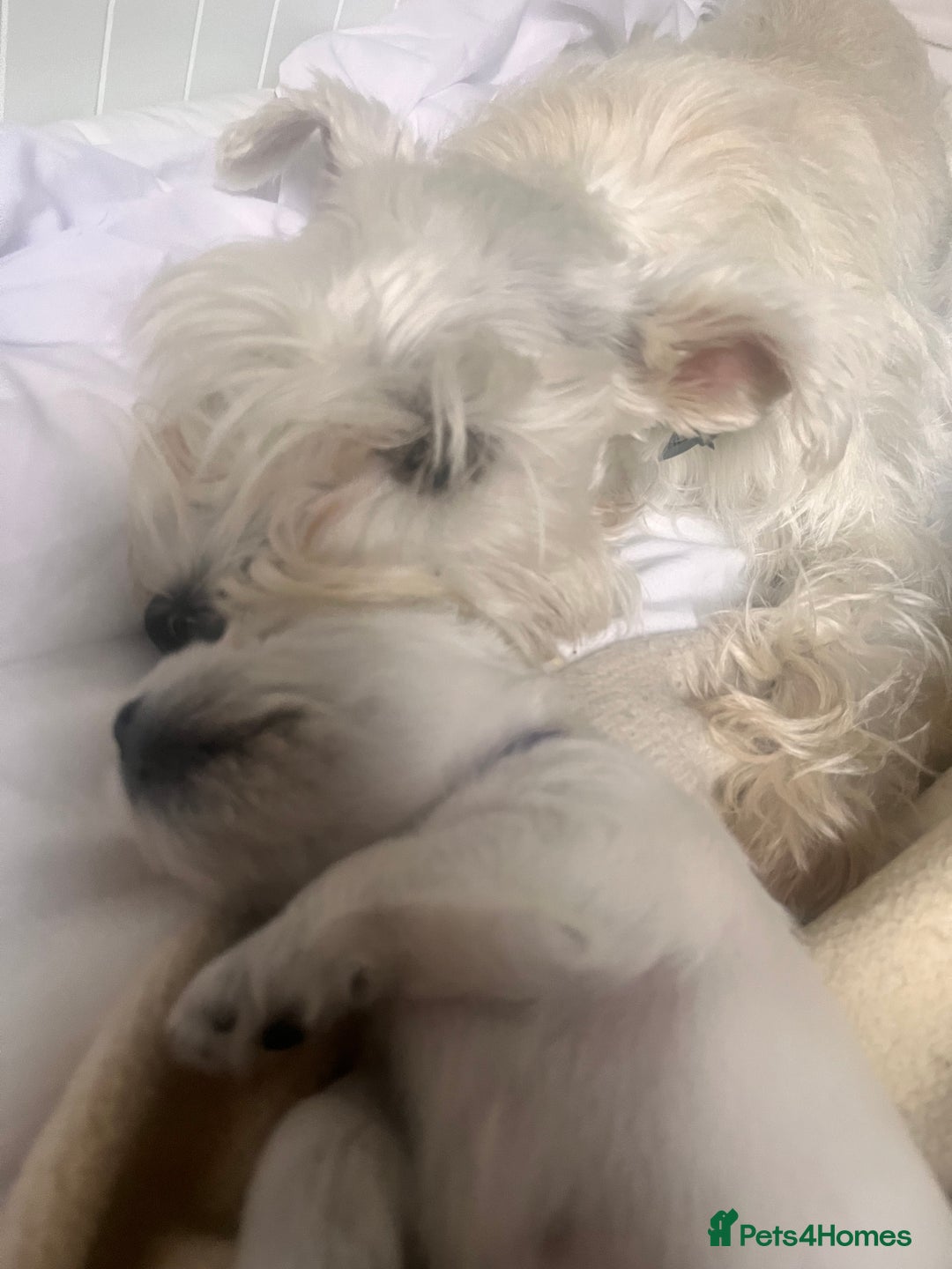 Miniature Schnauzer dogs for sale: Pure White KC REG Miniature schnauzer puppies  - Image 7
