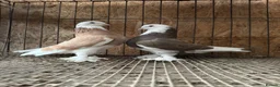 Pigeons birds for sale: FANCY WEST OF ENGLAND TUMBLERS  - Advert 13
