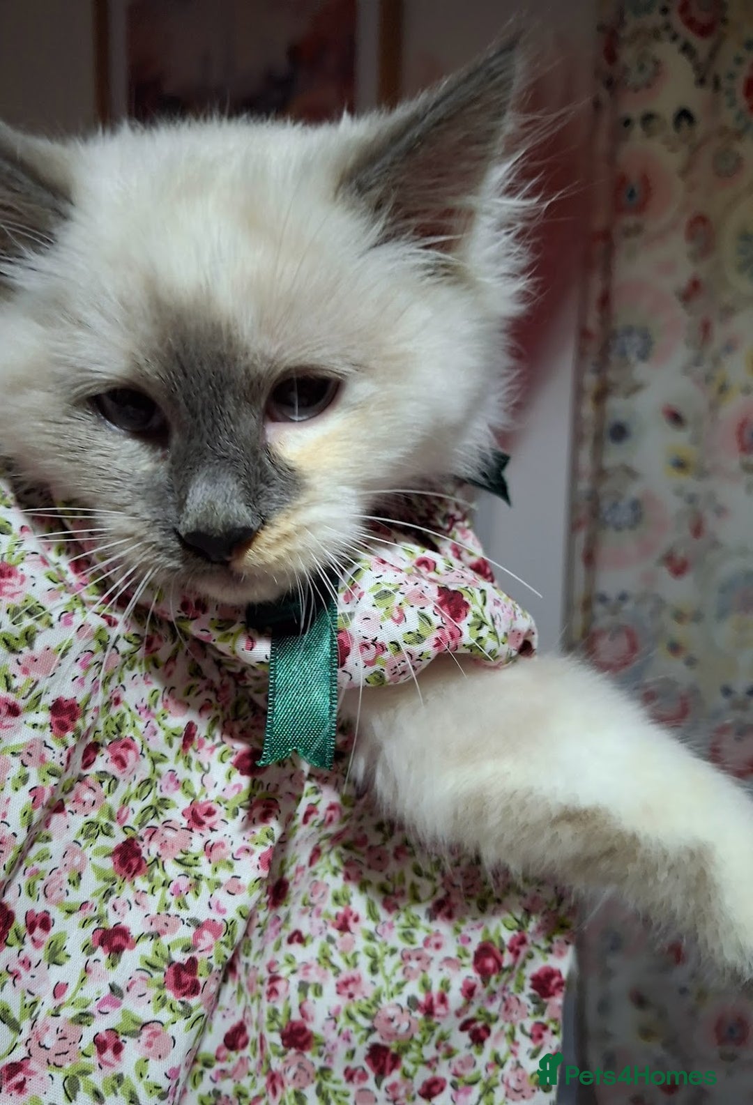 Ragcoon cats for sale: Beautiful Colourpoint Tortie Female Ragdoll Kitten - Image 7