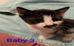 Mixed Breed cats for sale: Ready for our new adventure 🐾 - Image 10