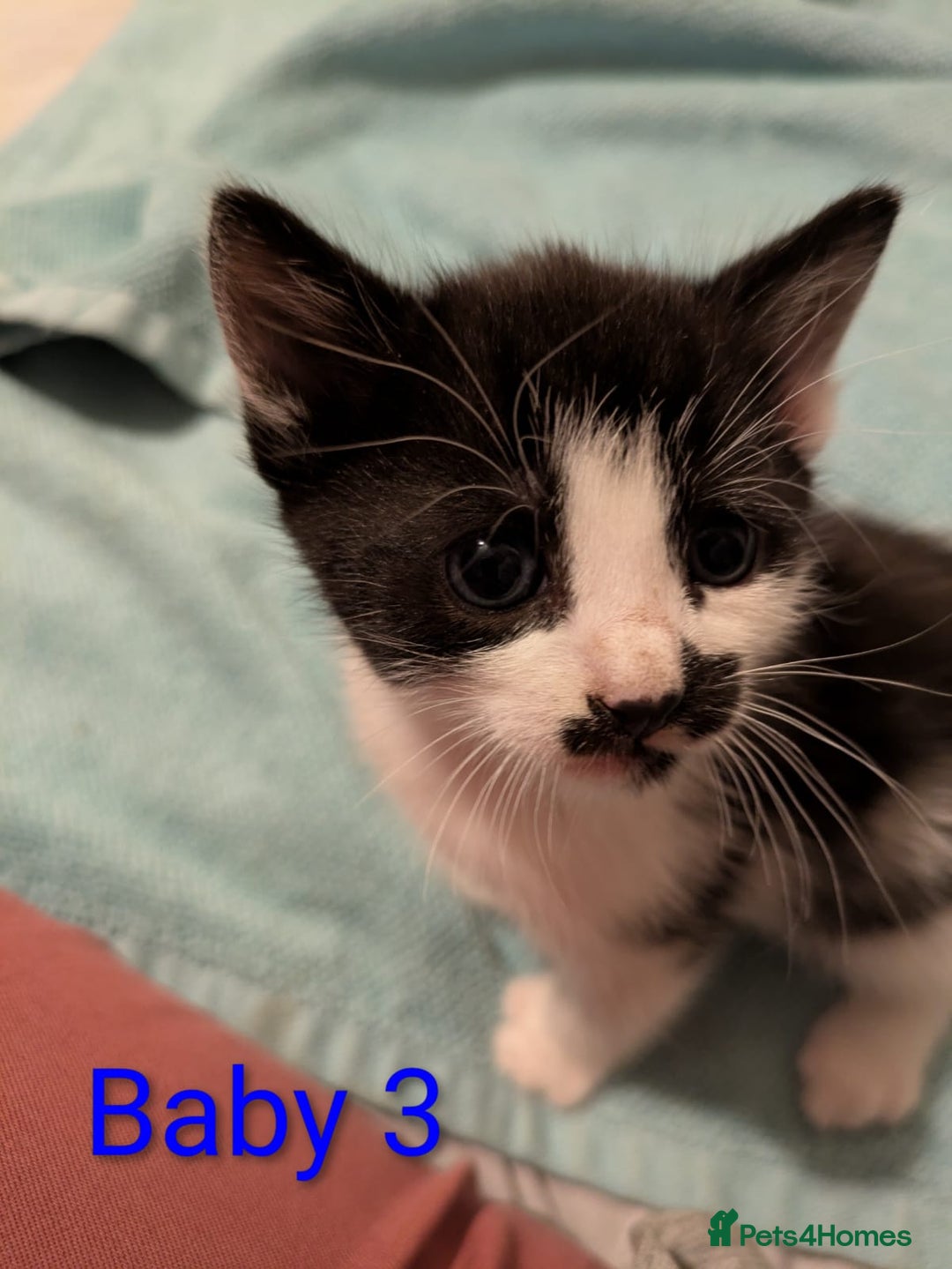 Mixed Breed cats for sale: Ready for our new adventure 🐾 - Image 10