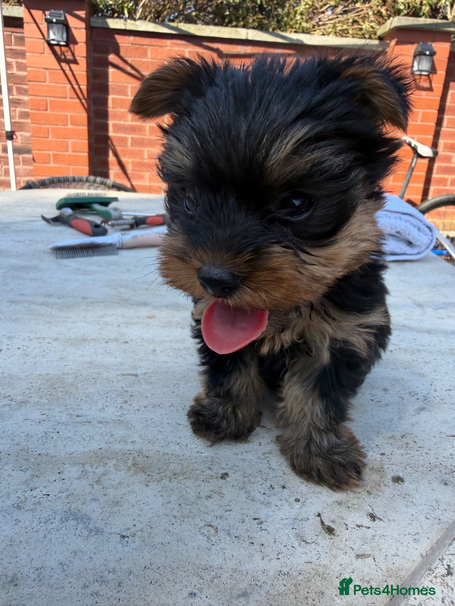 Yorkshire Terrier dogs Lovely Yorkshire Terrier Puppy ❤️ - Advert 17