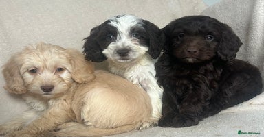 Cockapoo dogs - Advert 9