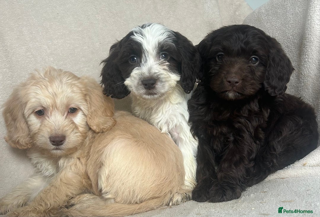 Cockapoo dogs for sale: Cockapoo Puppies  - Image 2