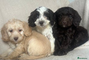 Cockapoo dogs - Advert 9