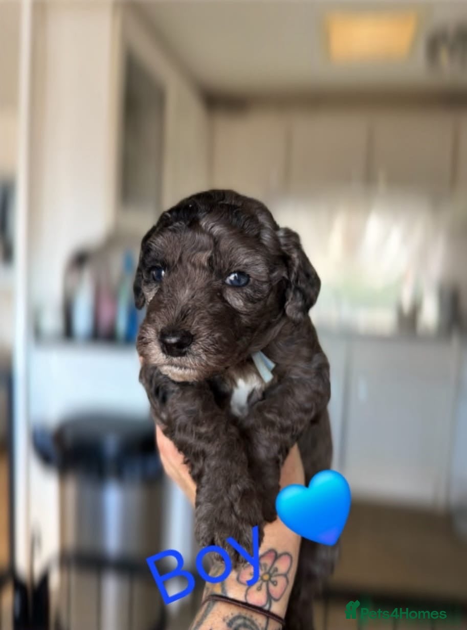 Cockapoo dogs Beautiful merle cockapoo puppies - Advert 4