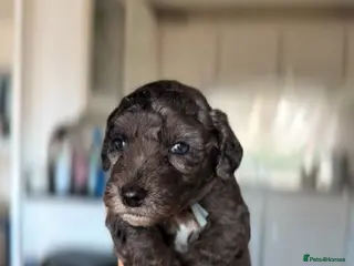 Cockapoo dogs Beautiful merle cockapoo puppies - Advert 4