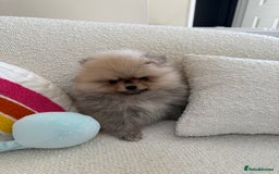 Pomeranian dogs for sale: STUNNING TEDDY BEAR POM 🐻  - Image 6