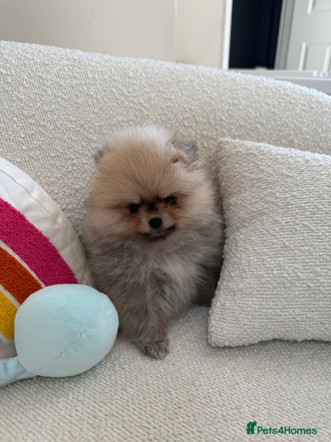 Pomeranian dogs for sale: STUNNING TEDDY BEAR POM 🐻  - Image 6
