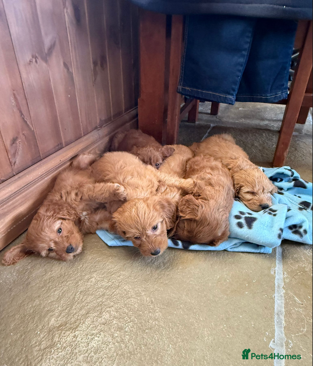 Cockapoo dogs for sale: Stunning F1 Cockapoo - Playful, Happy & Sweet boy - Image 3