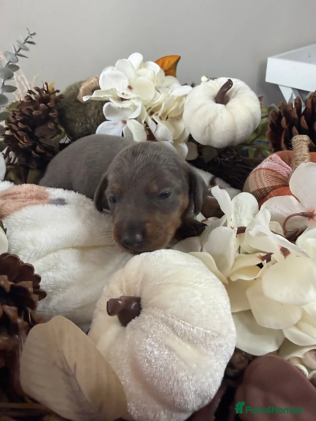 Miniature Dachshund dogs for sale: 🐾🤎✨ Miniature Dachshunds puppies ✨🤎🐾  in North Shields - Advert 2