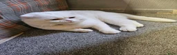 Scottish Fold cats for sale: Scottish fold in Clacton-on-Sea - Advert 4