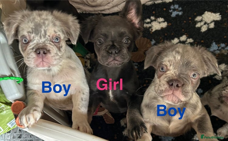 French Bulldog dogs in Rotherham - Advert 14