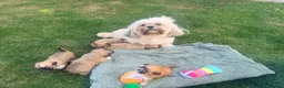 Lhasa Apso dogs for sale: Lhasa Apso puppies - Advert 2