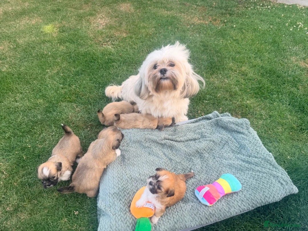 Lhasa Apso dogs for sale: Lhasa Apso puppies - Advert 2