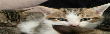 Mixed Breed 2: pickle