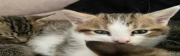 Mixed Breed cats for sale: Ready to leave: 9 weeks old-Tabby kittens  - Advert 9