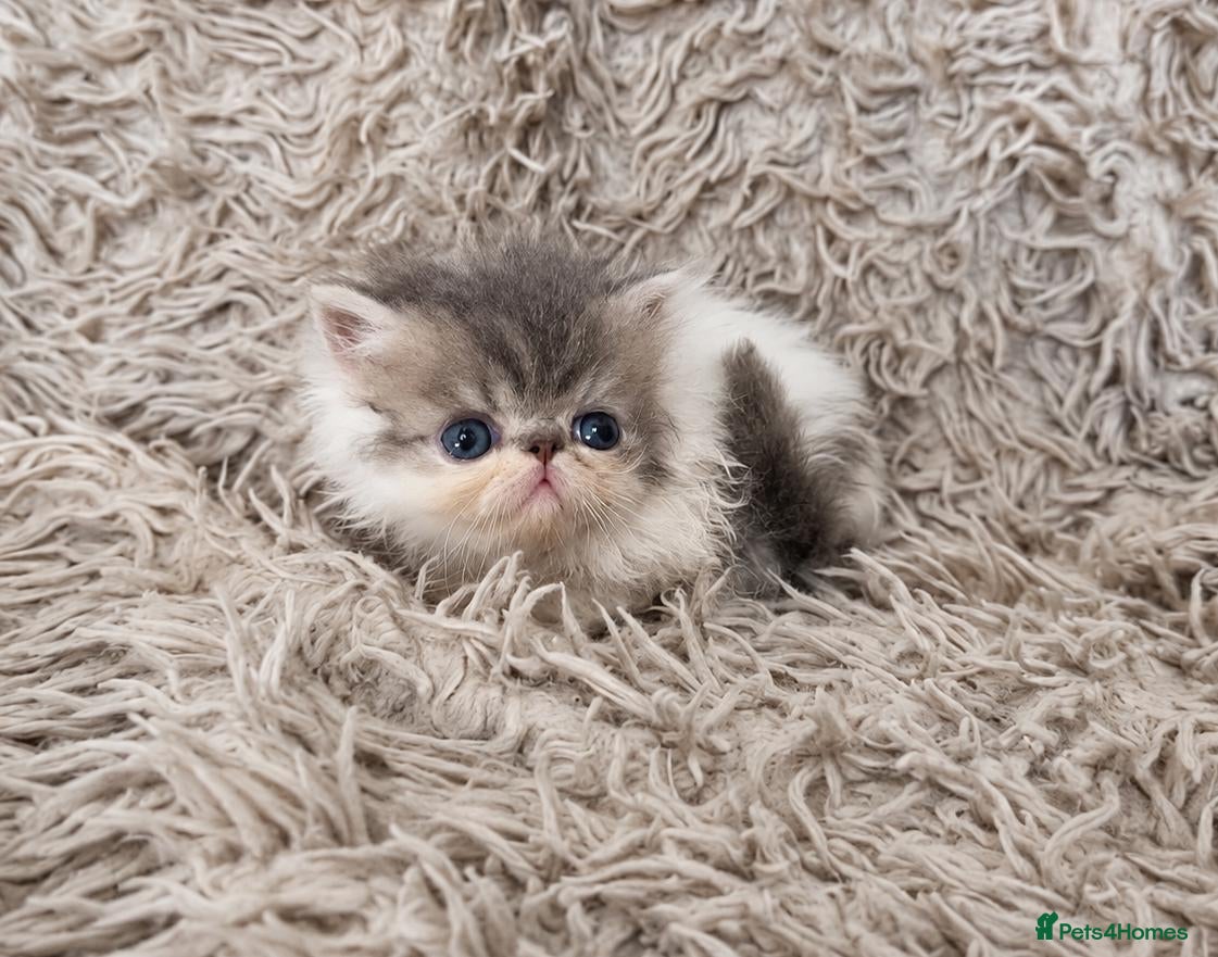 Persian cats for sale: Beautiful Persian kittens - Advert 1