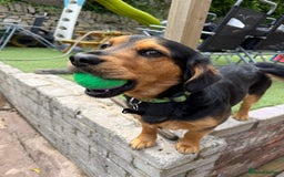 Mixed Breed dogs for sale: Mixed breed Labrador  - Image 2