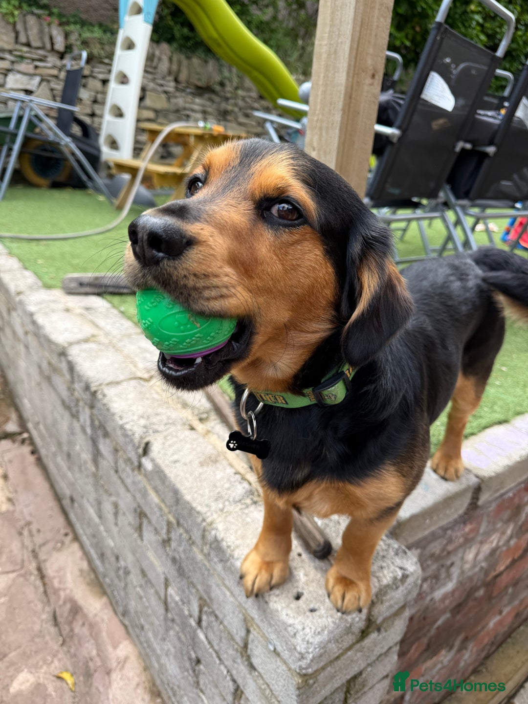 Mixed Breed dogs for sale: Mixed breed Labrador  - Image 2