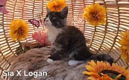 Maine Coon cats for sale: VARIOUS FULL PEDIGREE MAINE COON KITTENS FOR SALE in Rotherham - Image 23