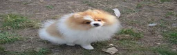 Pomeranian dogs for sale: PACO - Beautiful Pomeranian Boy - Advert 18