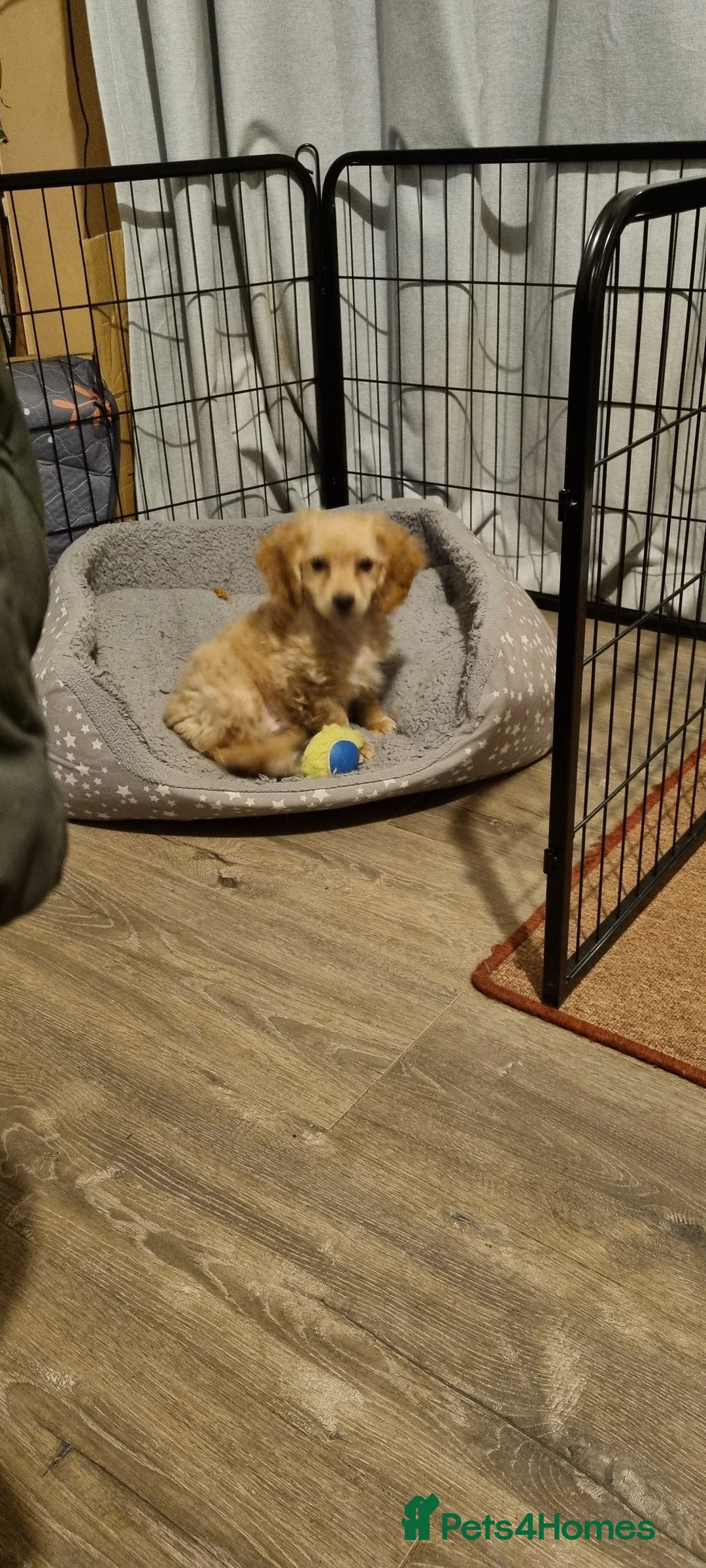 Cavapoo dogs for sale: Beautiful litter of Cavapoo puppies - Advert 7