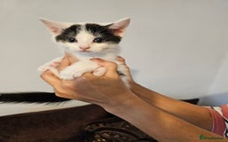 Mixed Breed cats for sale: Kittens  - Image 1