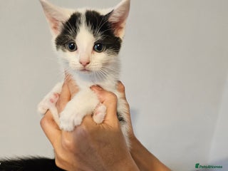 Mixed Breed cats - Advert 1