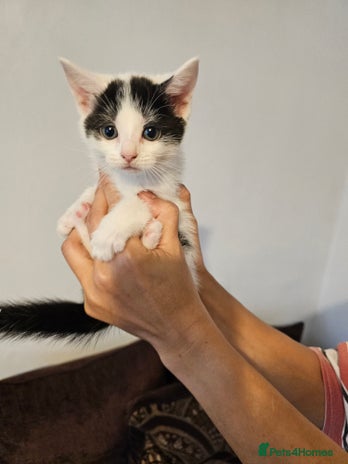 Mixed Breed cats - Advert 16