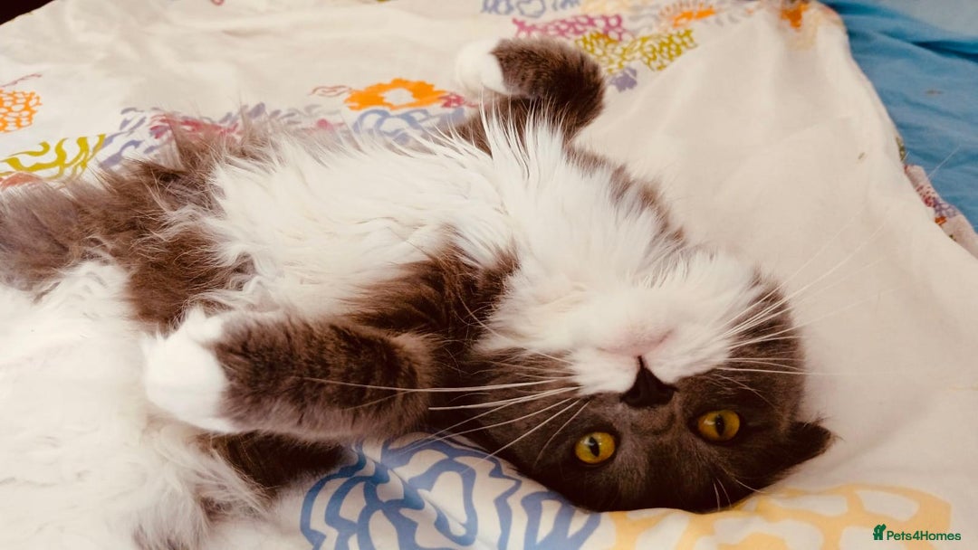 RagaMuffin cats for sale: RagaMuffin Cat For Sale - Advert 4