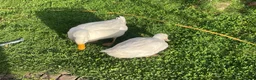 Ducks poultry for sale: Selling bonded ducks adult  pair . Age 10 months . - Advert 6