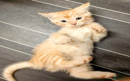 Maine Coon cats for sale: Maine coon  - Image 11