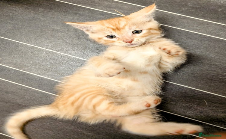 Maine Coon cats - Advert 1