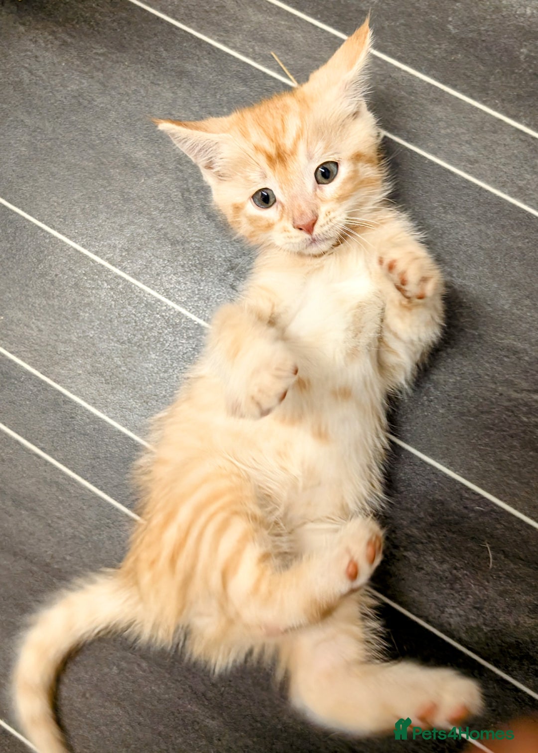 Maine Coon cats for sale: Maine coon  - Image 11